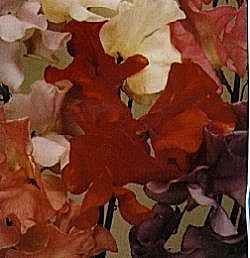 Sweet Pea Spencer Special Mixture - Hardy Annuals