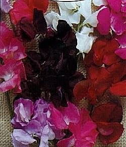 Sweet Pea Early Fragrance Mixed - Hardy Annuals