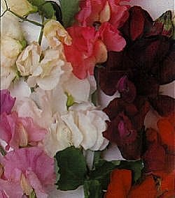 Sweet Pea Royals Mixed - Hardy Annuals