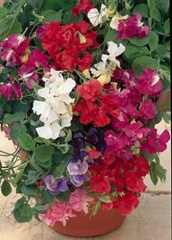 Sweet Pea Patio Mixed - Hardy Annuals