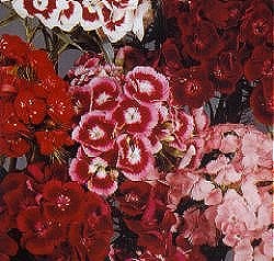 Sweet William Perfume Mixed - Hardy Biennials