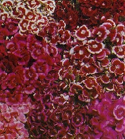 Sweet William Giant-Auricula-Eyed Mxd - Hardy Biennials