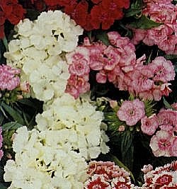 Sweet William Petite Mixed - Hardy Biennials