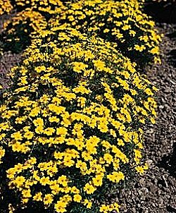 Tagetes Lemon Gem - Half Hardy Annuals