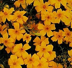 Tagetes Golden Gem - Half Hardy Annuals