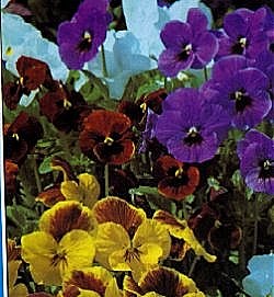 Viola Bedding Mixed - Half Hardy Annuals