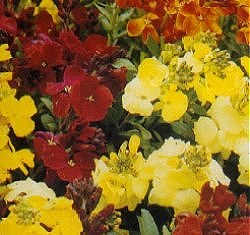 Wallflower Spring Scent Mixed - Hardy Biennials