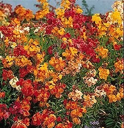 Wallflower Persian Carpet - Hardy Biennials