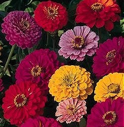 Zinnia Fireworks Mixed - Half Hardy Annuals