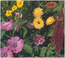 Mixed Flowers Tall Varieties - Flower Seeds