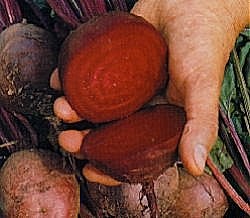 Beetroot Globe 2 - Vegetable Seeds