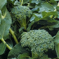 Broccoli Sprouting (Calabrese) Autumn Spear - Vegetable Seeds