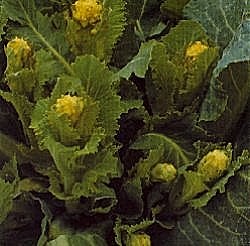 Broccoli White Sprouting - Vegetable Seeds