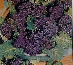 Broccoli Purple Sprouting - Vegetable Seeds