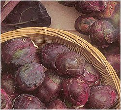 Brussels Sprouts Red Delicious - Vegetable Seeds