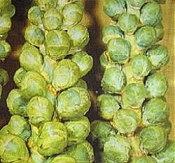 Brussels Sprouts Bedford Fillbasket - Vegetable Seeds
