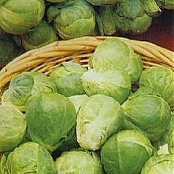 Brussels Sprouts Bedford W. Harvest - Vegetable Seeds