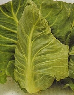 Cabbage Greyhound - Vegetable Seeds