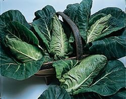 Cabbage F1 Hispi - Vegetable Seeds