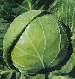 Cabbage Golden Acre Primo (11) - Vegetable Seeds