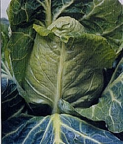 Cabbage April - Vegetable Seeds