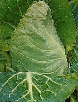 Cabbage Wheelers Imperial - Vegetable Seeds
