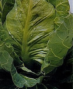 Cabbage Offenham 2-Flower of Spring - Vegetable Seeds
