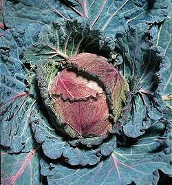 Cabbage Savoy January King 3 - Vegetable Seeds