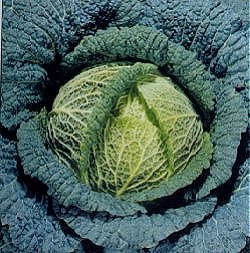 Cabbage Savoy Ormskirk (1) - Rearguard - Vegetable Seeds