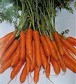 Carrot Amsterdam Forcing 3 - Vegetable Seeds