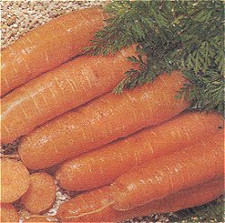 Carrot Chantenay - Vegetable Seeds