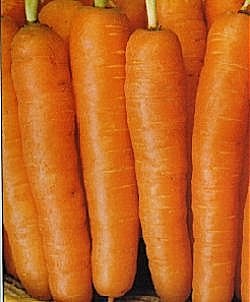 Carrot Early Nantes 5 - Vegetable Seeds