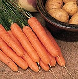 Carrot F1 Nelson - Vegetable Seeds