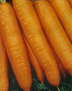 Carrot F1 Bangor - Vegetable Seeds