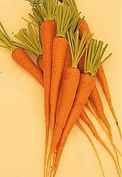 Carrot New Red Intermediate - Vegetable Seeds