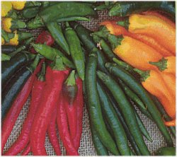 Chilli Peppers Hot Stuff - Vegetable Seeds