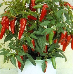 Pepper Cayenne (Chilli) F1 Apache - Vegetable Seeds