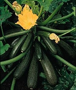 Courgette F1 Defender - Vegetable Seeds