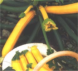 Courgette F1 Orelia - Vegetable Seeds