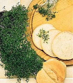 Cress Curled - Vegetable Seeds