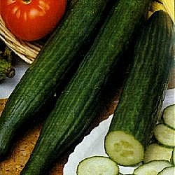 Cucumber Telegraph Improved - Vegetable Seeds