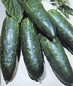 Ridge Cucumber Long Green - Vegetable Seeds