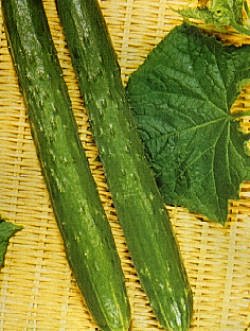 Cucumber F1 Burpless Tasty Green - Vegetable Seeds