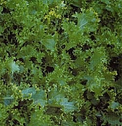 Endive Moss Curled - Vegetable Seeds