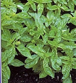 Herbs Basil-Bush - Herb Seeds