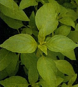Herbs Basil-Sweet - Herb Seeds