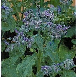 Herbs Borage - Herb Seeds