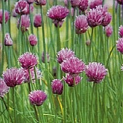 Herbs Chives - Herb Seeds