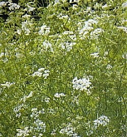 Herbs Coriander - Herb Seeds