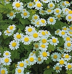 Herbs Feverfew - Herb Seeds